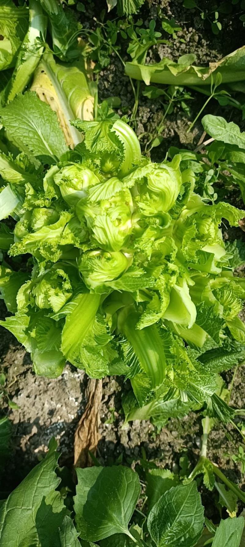 四川成都地区儿菜娃娃菜大量上市有需要的老板联系我