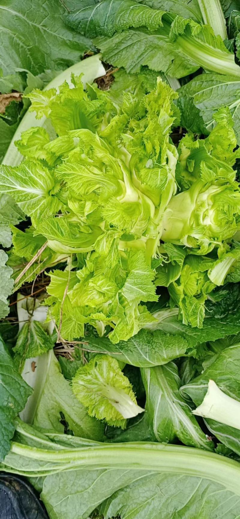 四川成都地区儿菜娃娃菜大量上市有需要的老板联系我