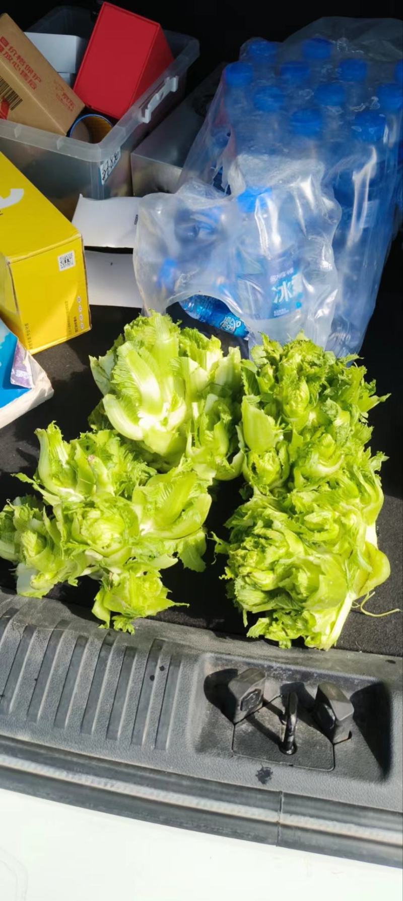 四川成都地区儿菜娃娃菜大量上市有需要的老板联系我