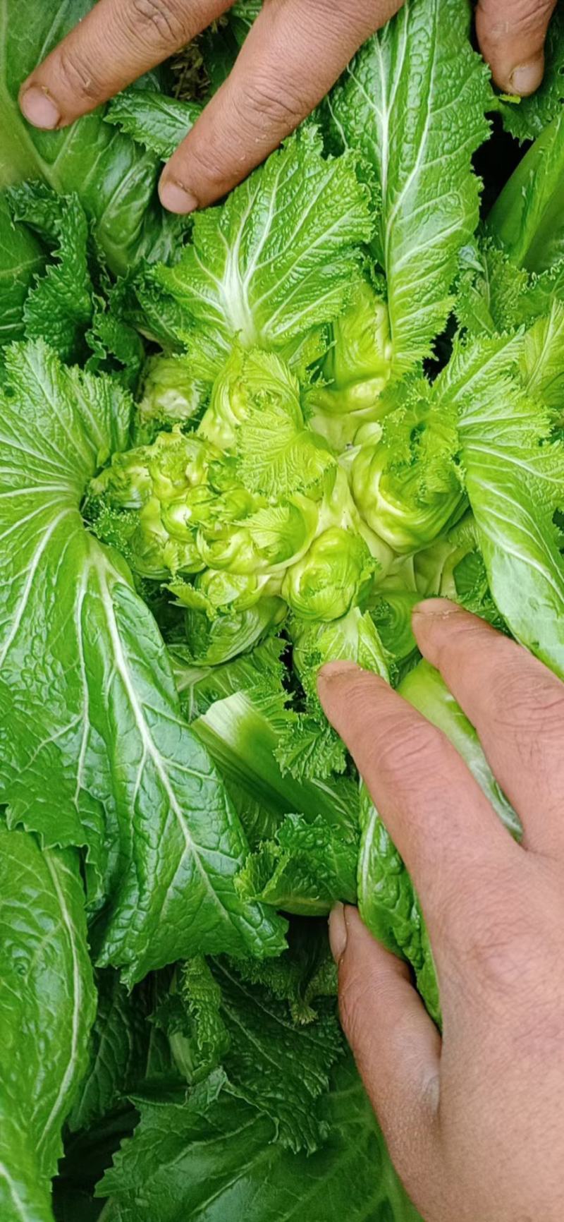 四川成都地区儿菜娃娃菜大量上市有需要的老板联系我