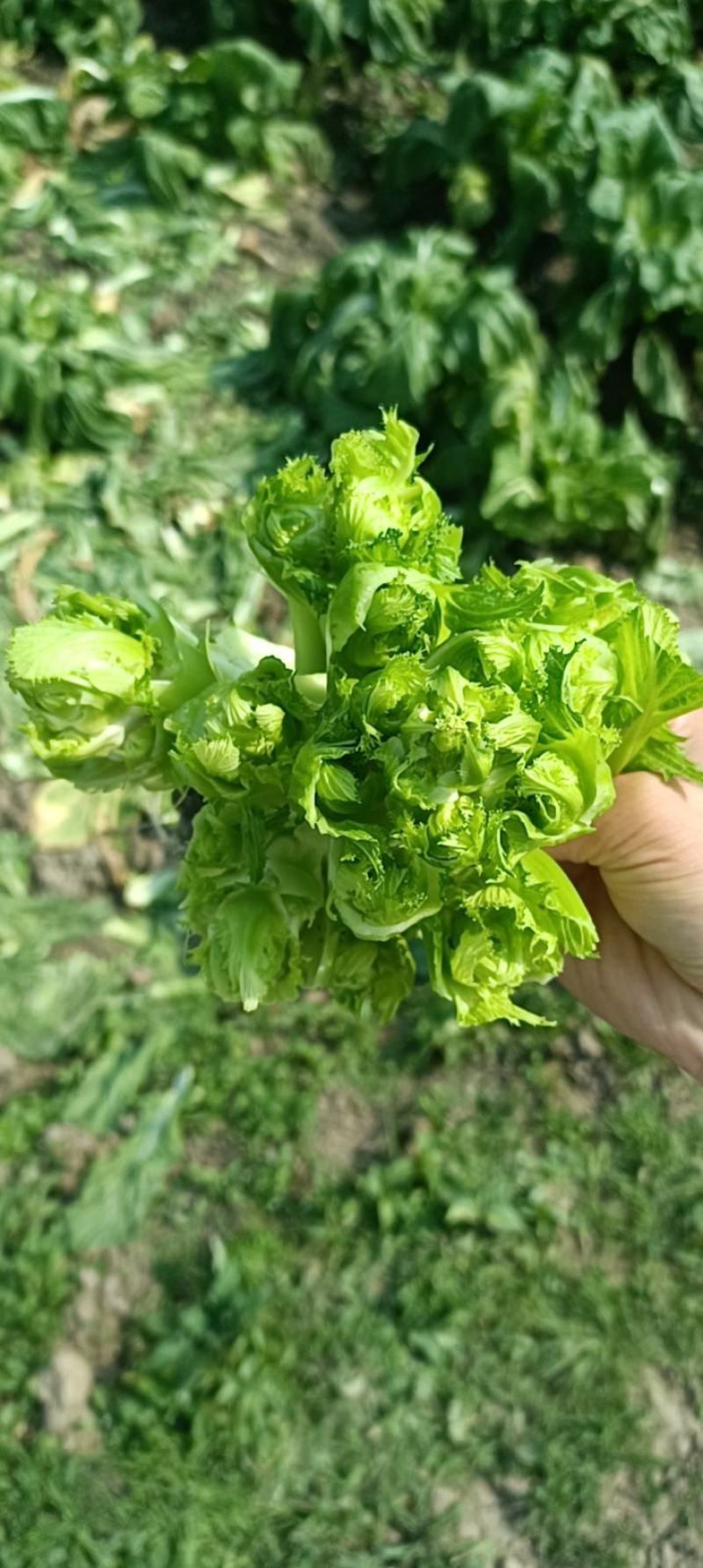 四川成都地区儿菜娃娃菜大量上市有需要的老板联系我