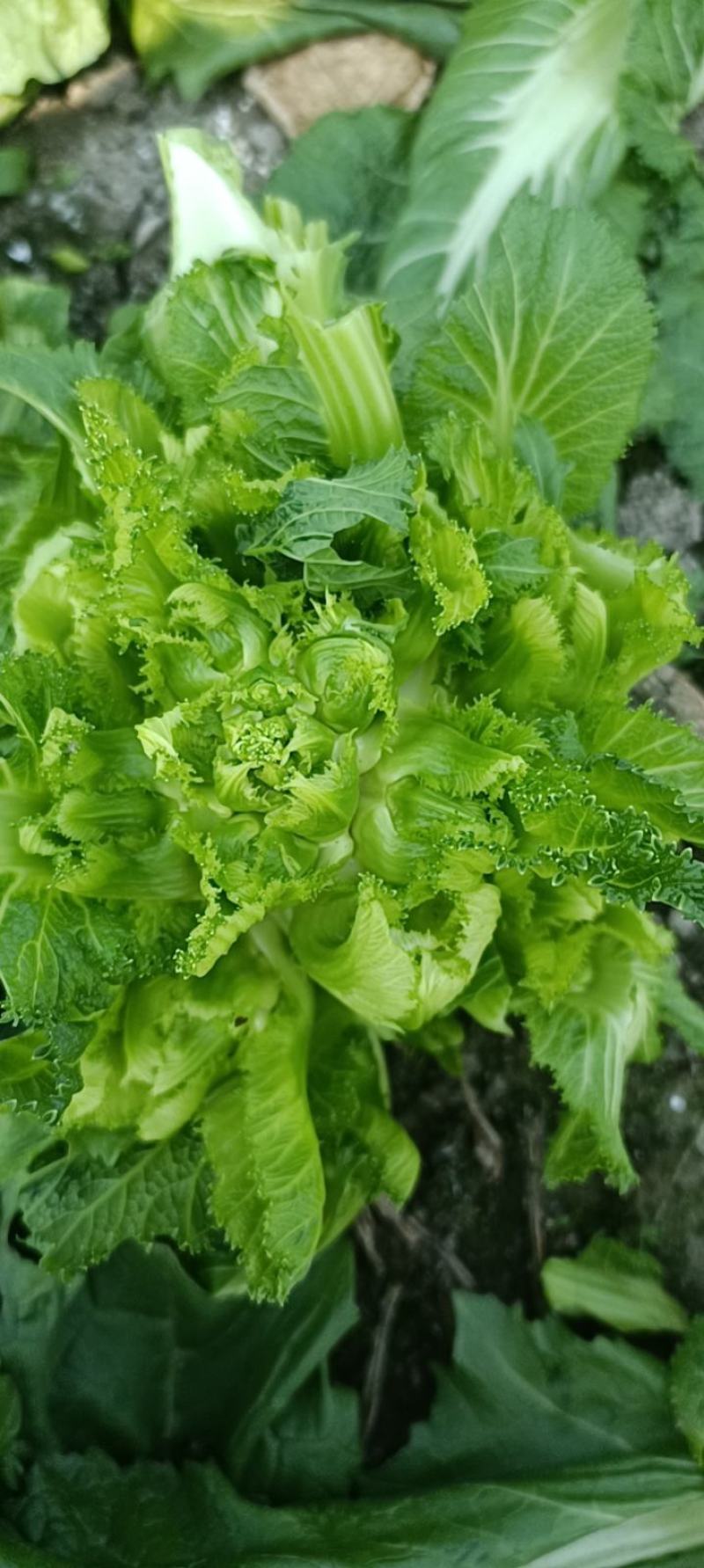 四川成都地区儿菜娃娃菜大量上市有需要的老板联系我