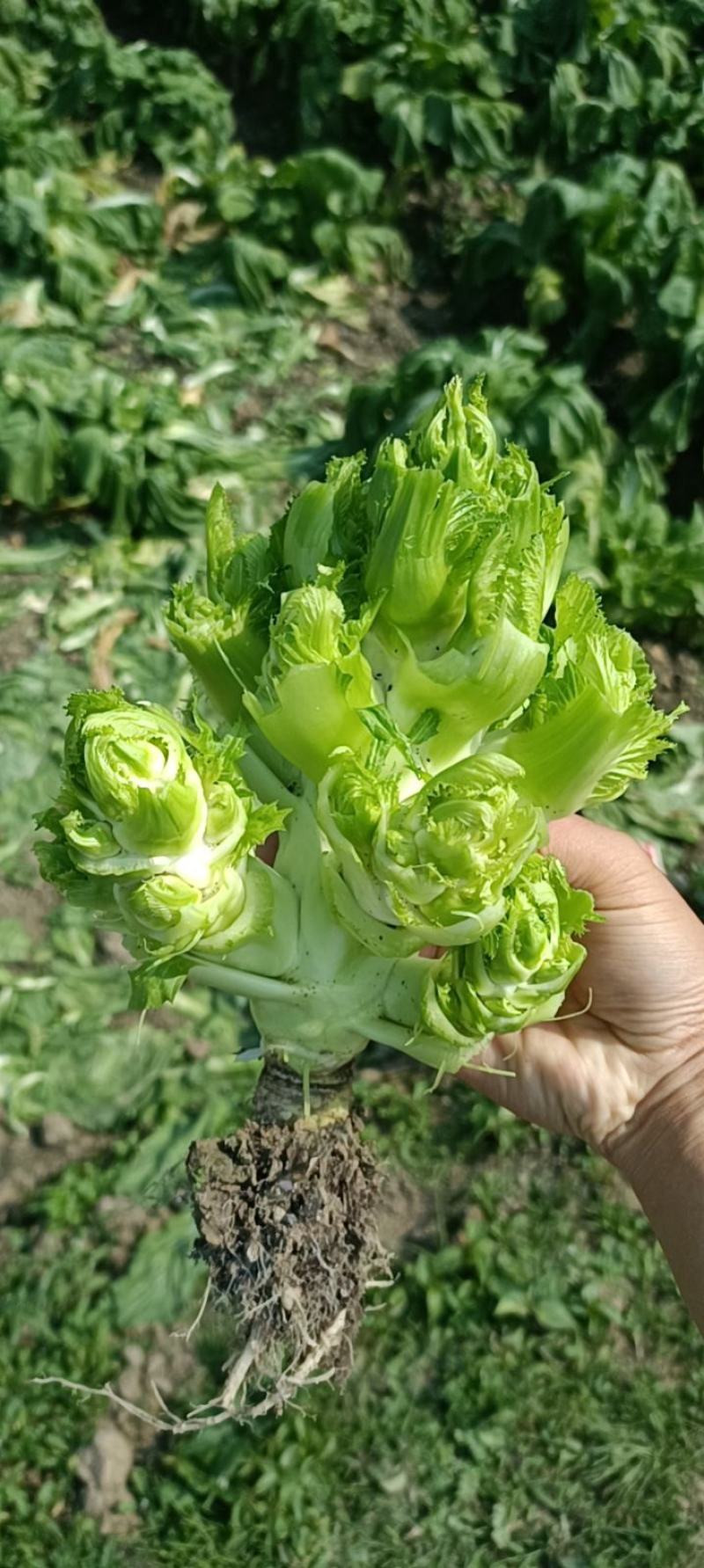 四川成都地区儿菜娃娃菜大量上市有需要的老板联系我