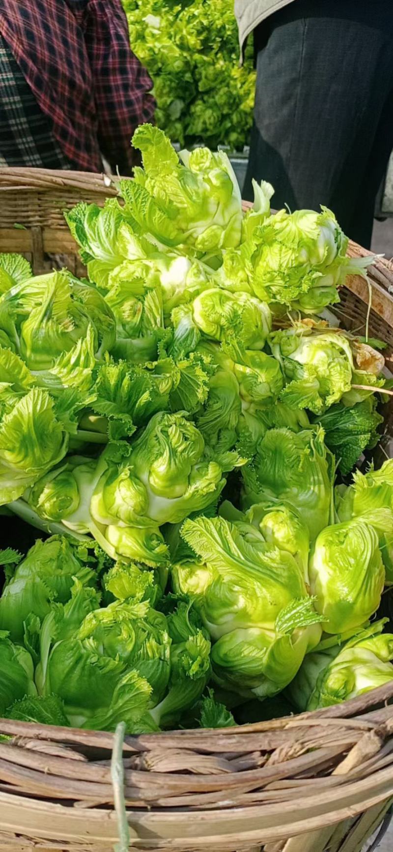 四川成都地区儿菜娃娃菜大量上市有需要的老板联系我