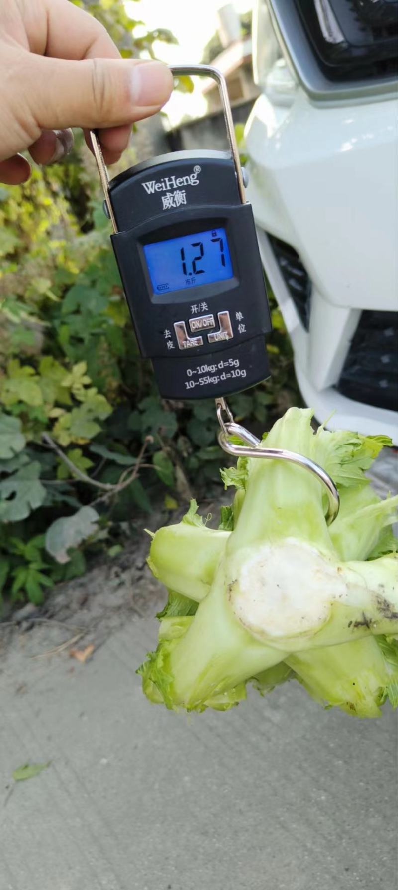 四川成都地区儿菜娃娃菜大量上市有需要的老板联系我