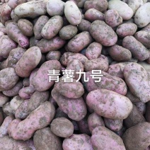 质量杠杠的青薯九号一级种薯，商品薯