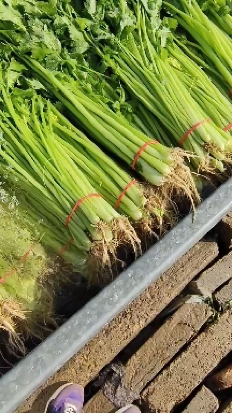 香芹大量供应，质量非常好。价格便宜，要的老板联系
