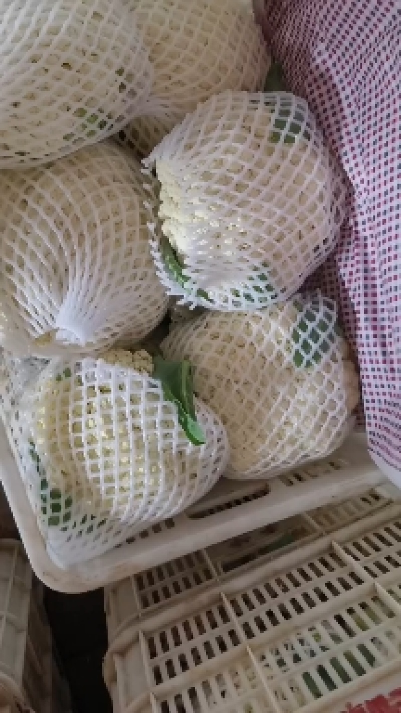 有机花大量供应，质量非常好，价格便宜，要的老板联系