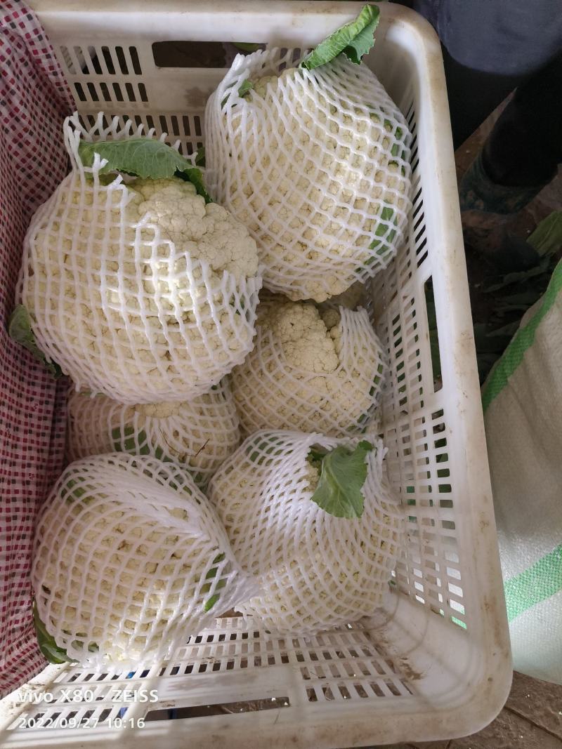 有机花大量供应，质量非常好，价格便宜，要的老板联系