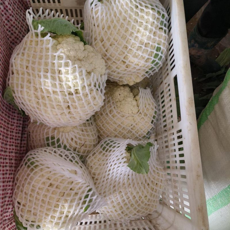 有机花大量供应，质量非常好，价格便宜，要的老板联系