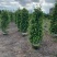 大量出售1米到2米的垂叶榕