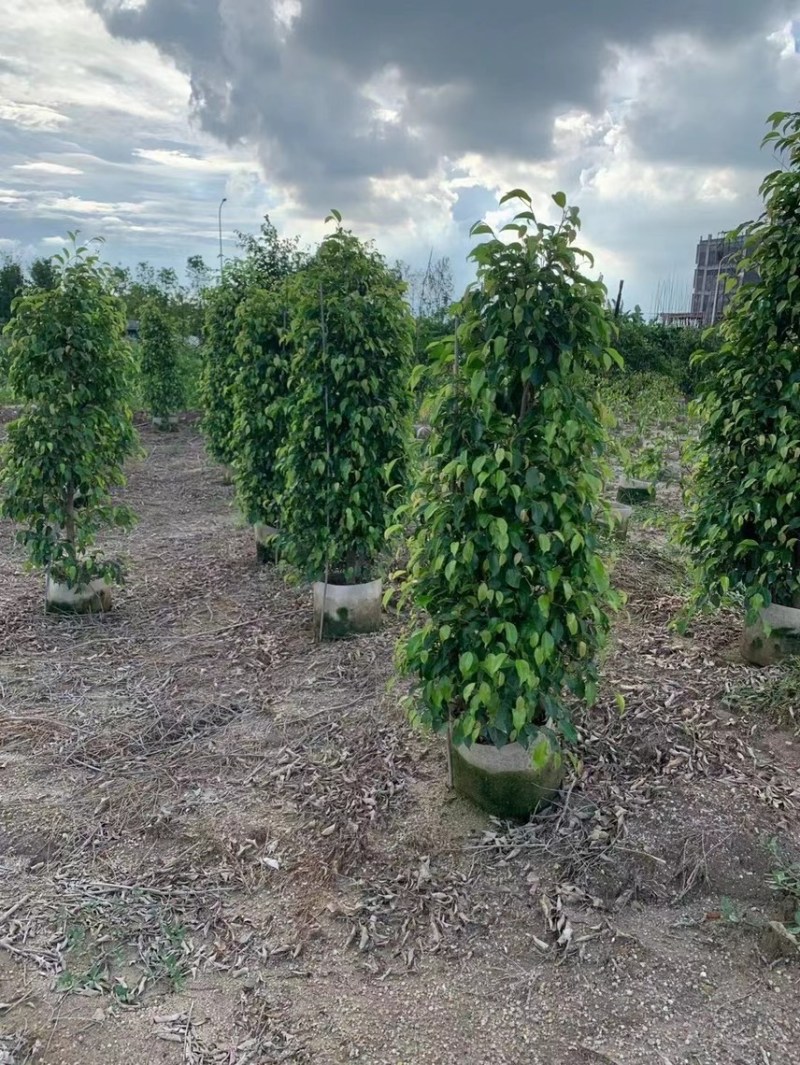 大量出售1米到2米的垂叶榕