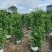 大量出售1米到2米的垂叶榕