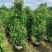 大量出售1米到2米的垂叶榕