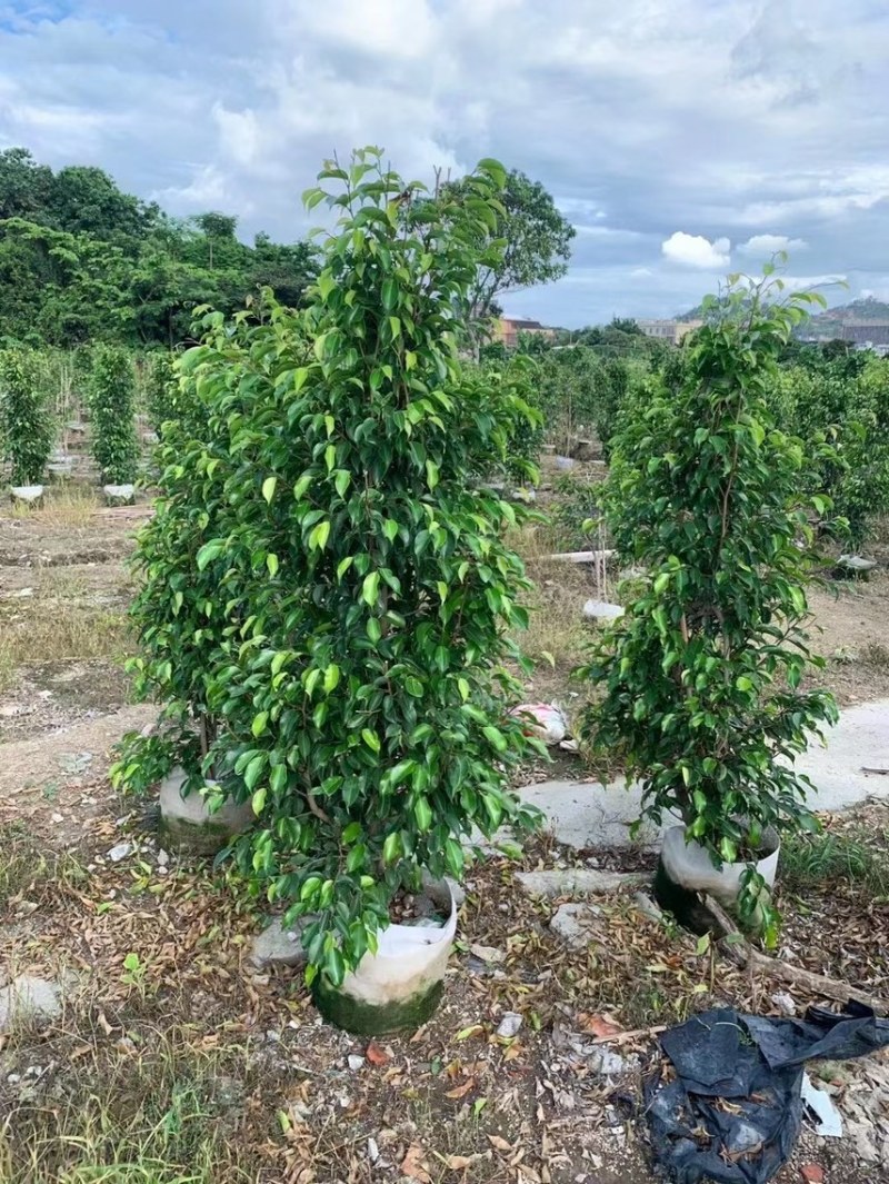 大量出售1米到2米的垂叶榕