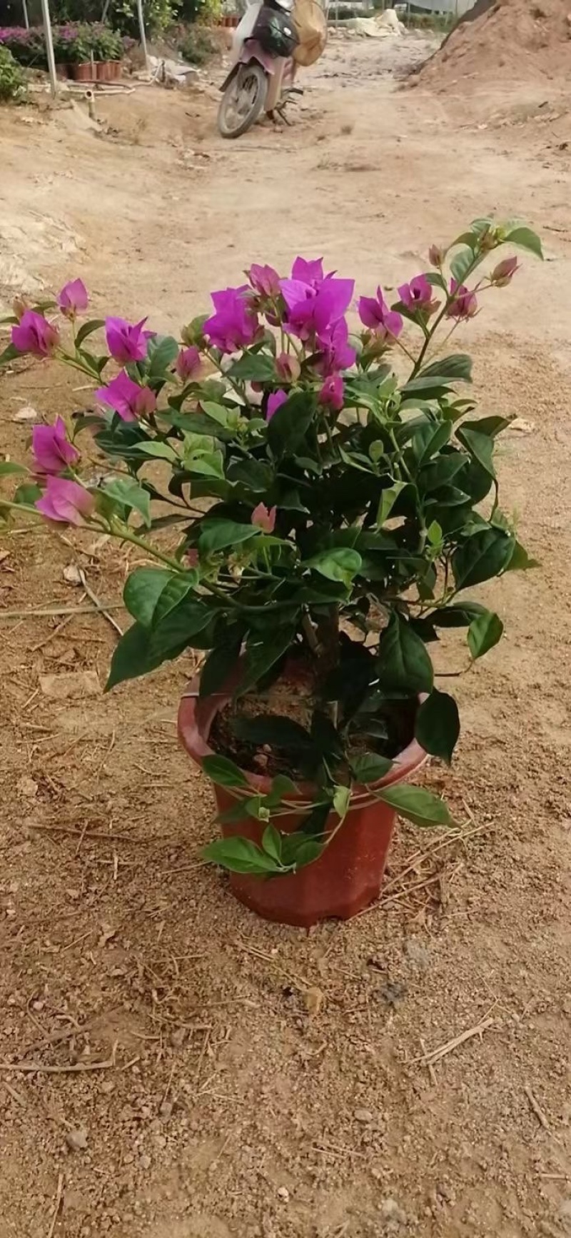 大量出售各种规格的红花三角梅有须要的联系我