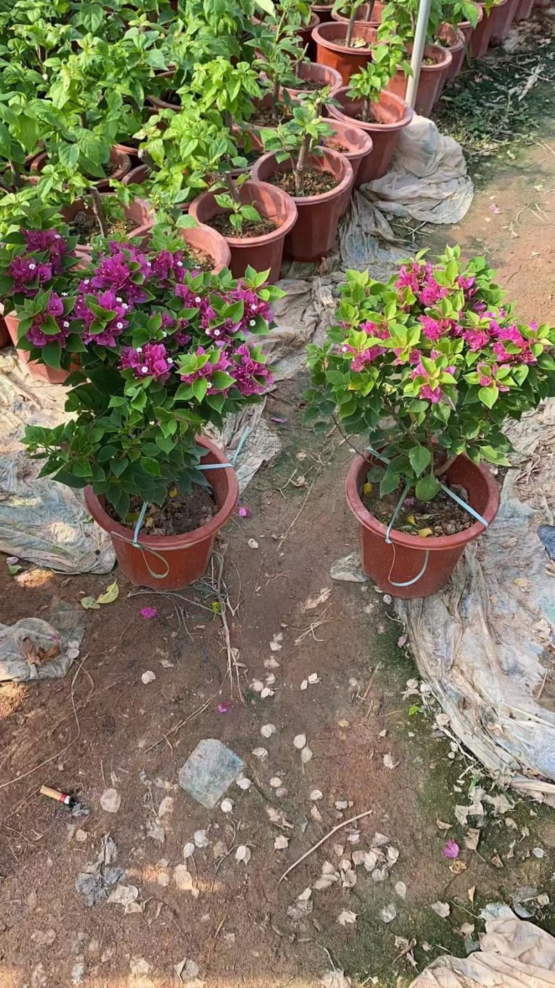 大量出售各种规格的红花三角梅有须要的联系我