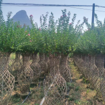 大量出售各规格的花瓶紫微有须要的老板联系我