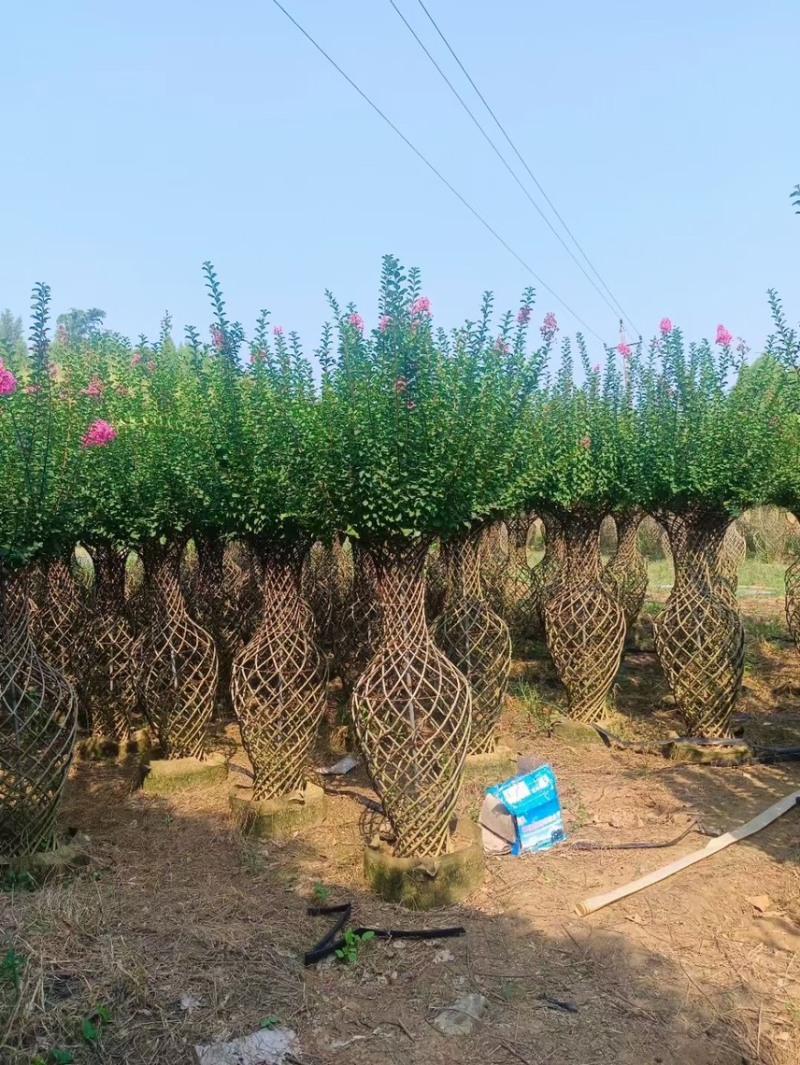大量出售各规格的花瓶紫微有须要的老板联系我