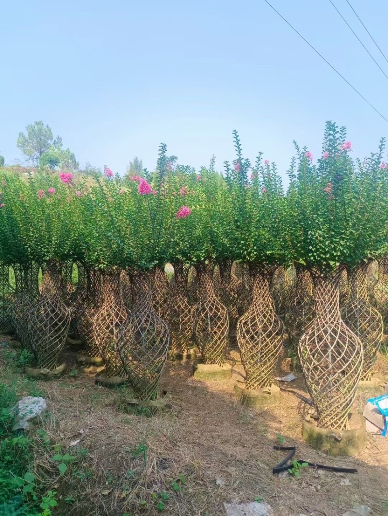 大量出售各规格的花瓶紫微有须要的老板联系我