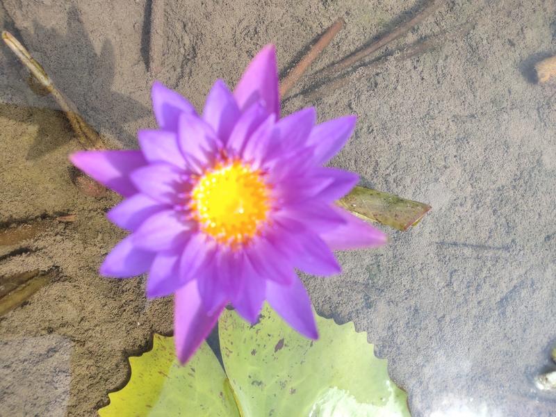 紫色香水睡莲