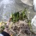 矮生苦草