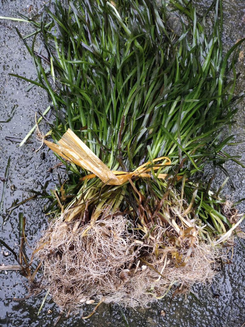 矮生苦草