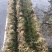 矮生苦草