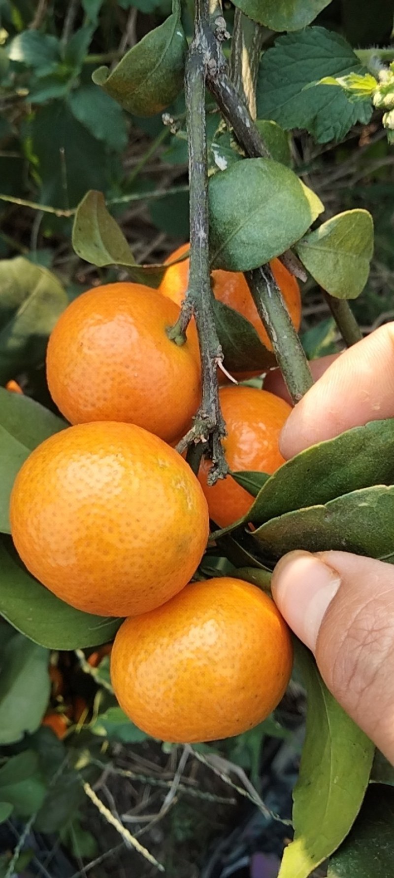 金秋砂糖橘开始大量上市中
