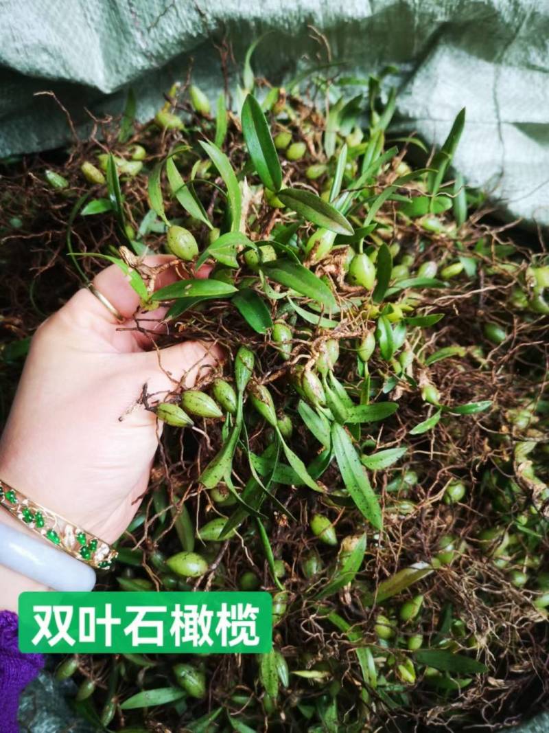 双叶小果石橄榄