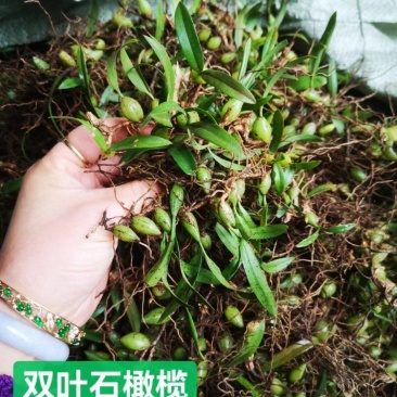 双叶小果石橄榄