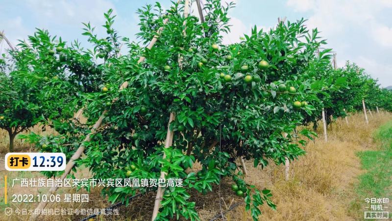 沃柑挂钩果树钩S型枝条撑果钩吊果钩橘子火龙果挂果钩吊果钩