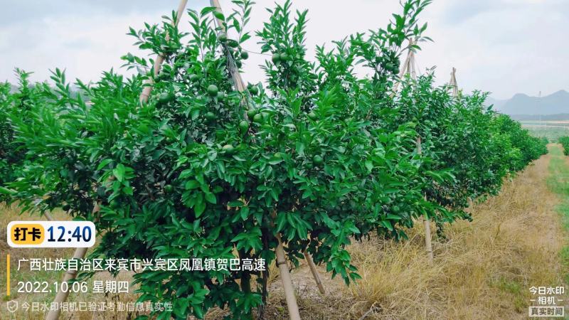 沃柑挂钩果树钩S型枝条撑果钩吊果钩橘子火龙果挂果钩吊果钩