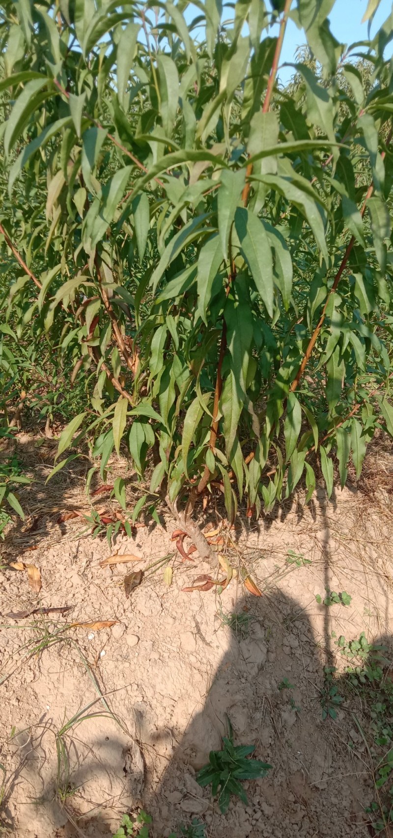 锦绣黄桃，中油4号，八三黄桃，突围毛桃，沙红毛桃价格便宜