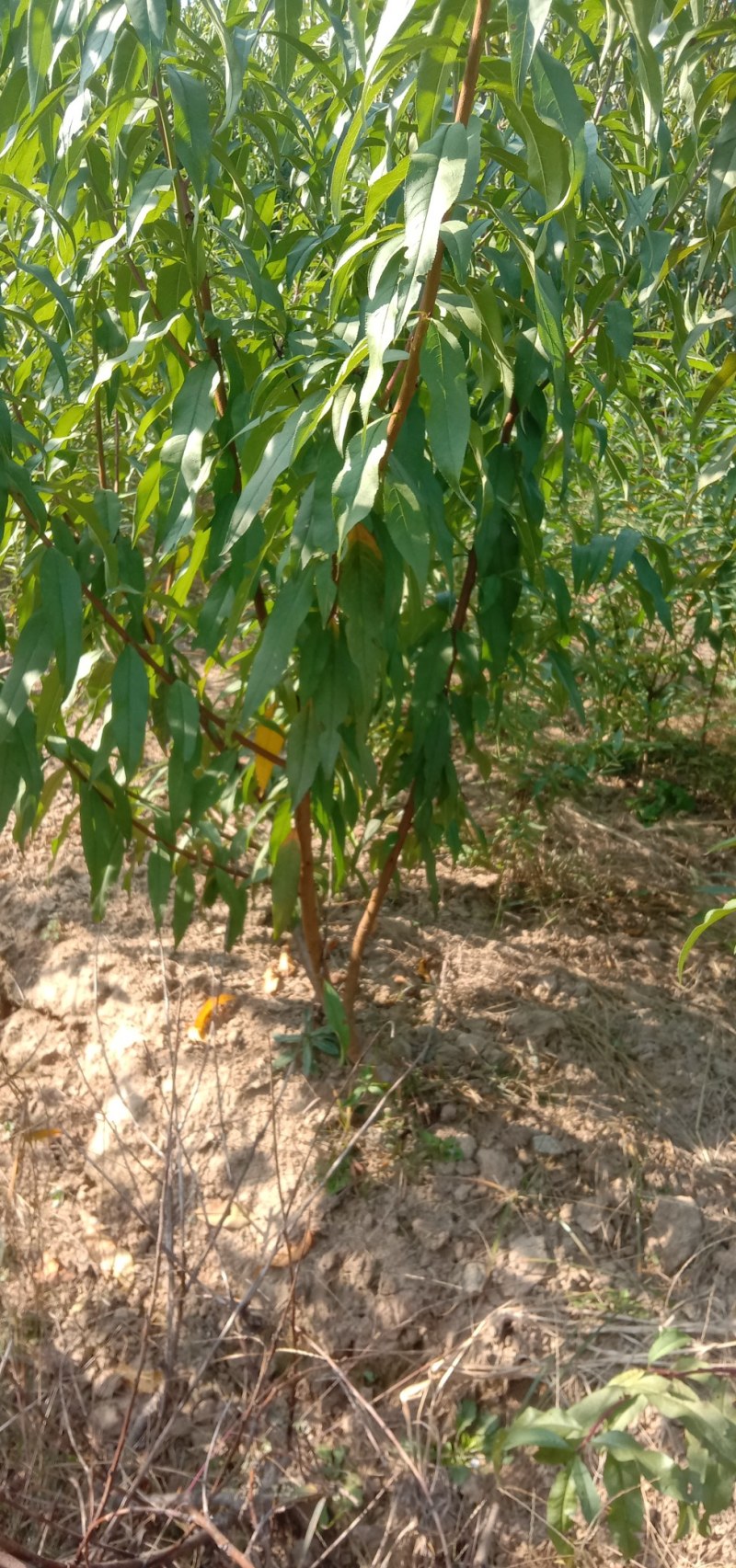 锦绣黄桃，中油4号，八三黄桃，突围毛桃，沙红毛桃价格便宜