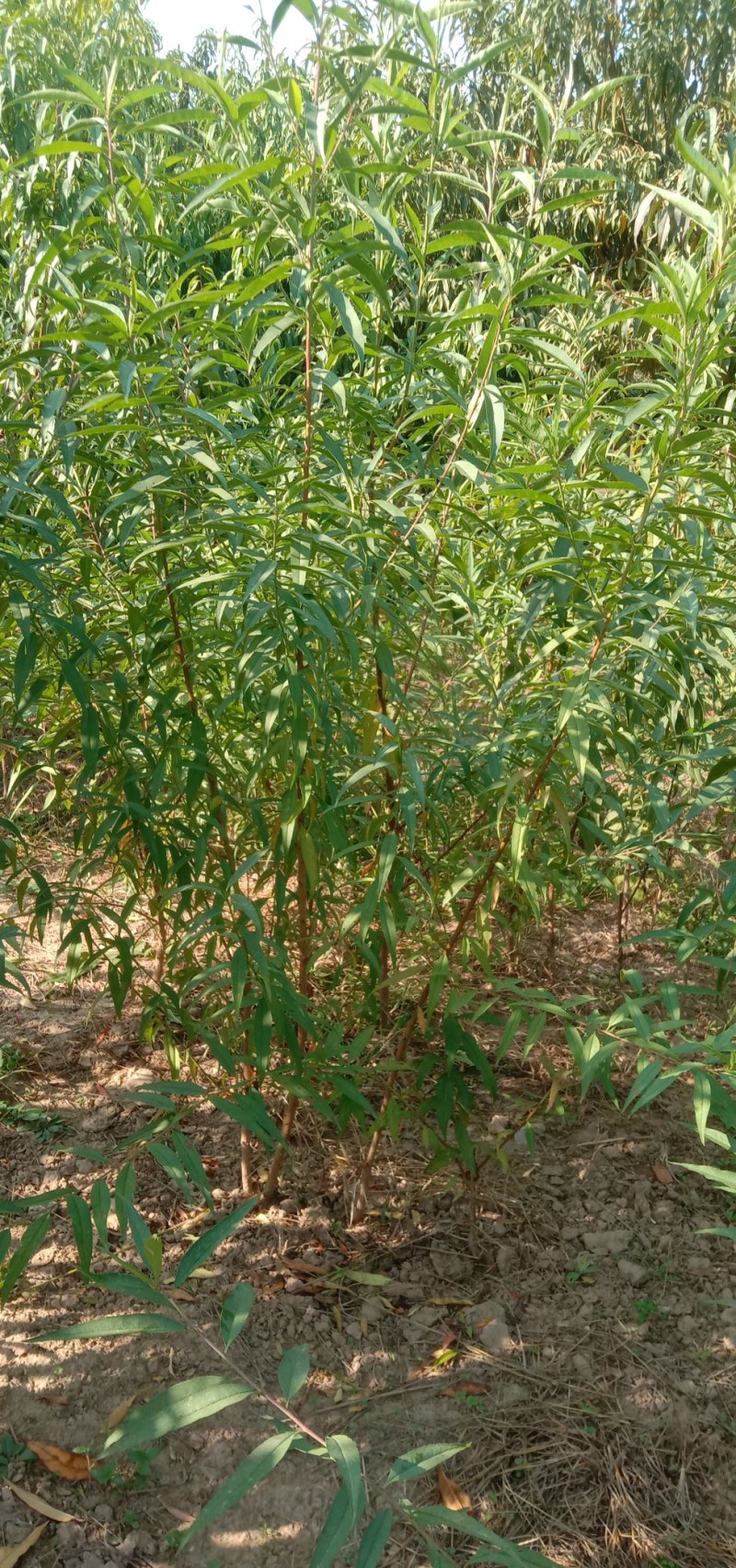锦绣黄桃，中油4号，八三黄桃，突围毛桃，沙红毛桃价格便宜
