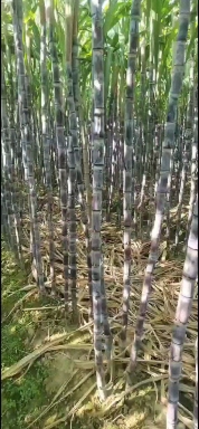 广东省翁源甘蔗小东，爽口多水甜度过