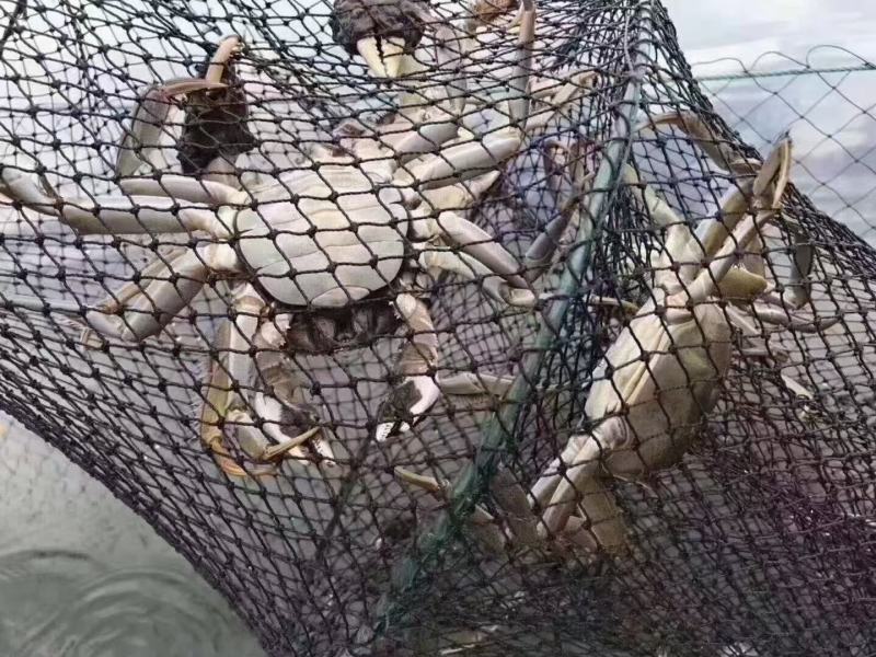 湖北）大闸蟹产地货源品质保证货源充足稳定（下单请先咨询）