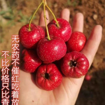 甜红子山楂，货源充足，产地直发，
