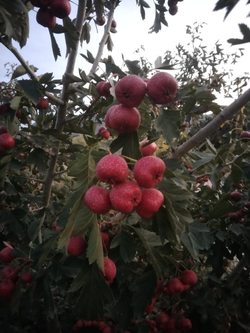 甜红子山楂，货源充足，产地直发，