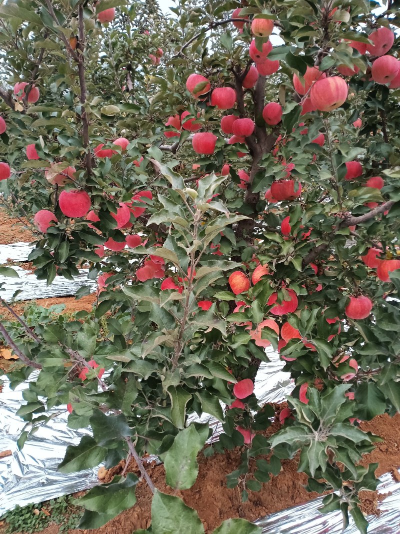山坡的红富士苹果甜度高好看好吃好买
