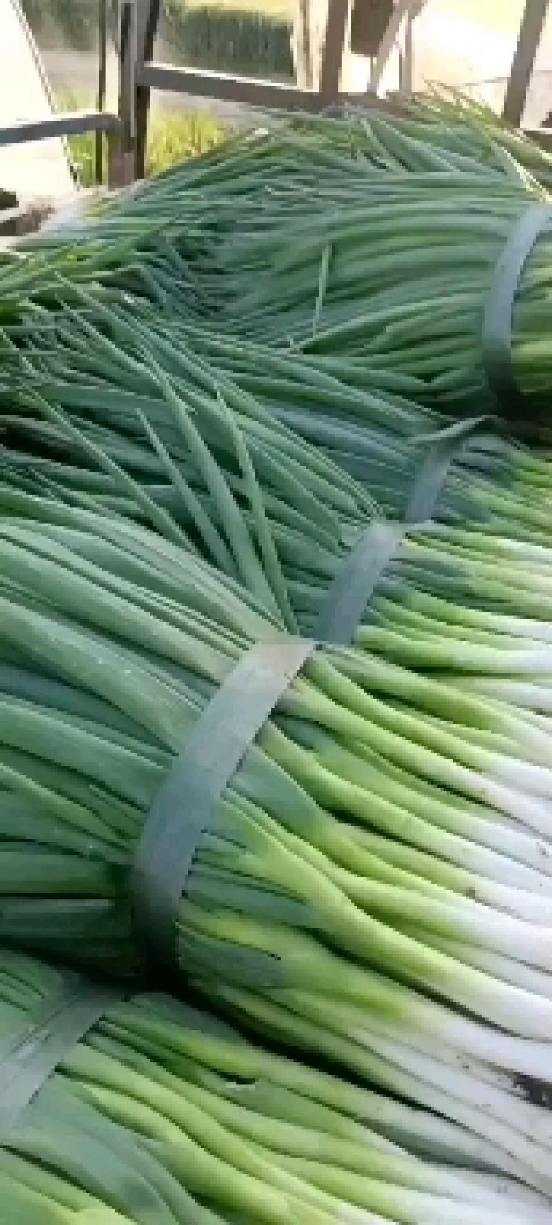 临泉县大葱-分葱，产地直发，货量充足，欢迎联系采购