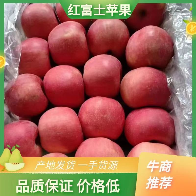 辽宁绥中产地红富士苹果大量上市，红富士苹果口感好甜脆。