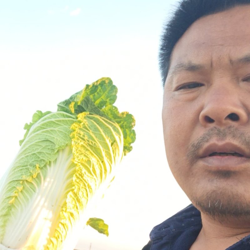 黄心大白菜净菜精包各种蔬菜备有冷库专业打包队