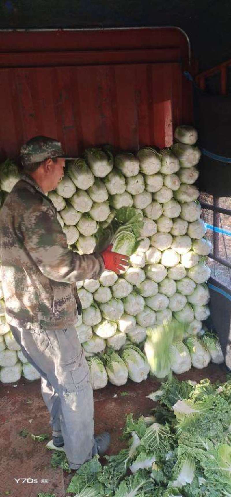 黄心大白菜净菜精包各种蔬菜备有冷库专业打包队