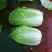 黄心大白菜净菜精包各种蔬菜备有冷库专业打包队