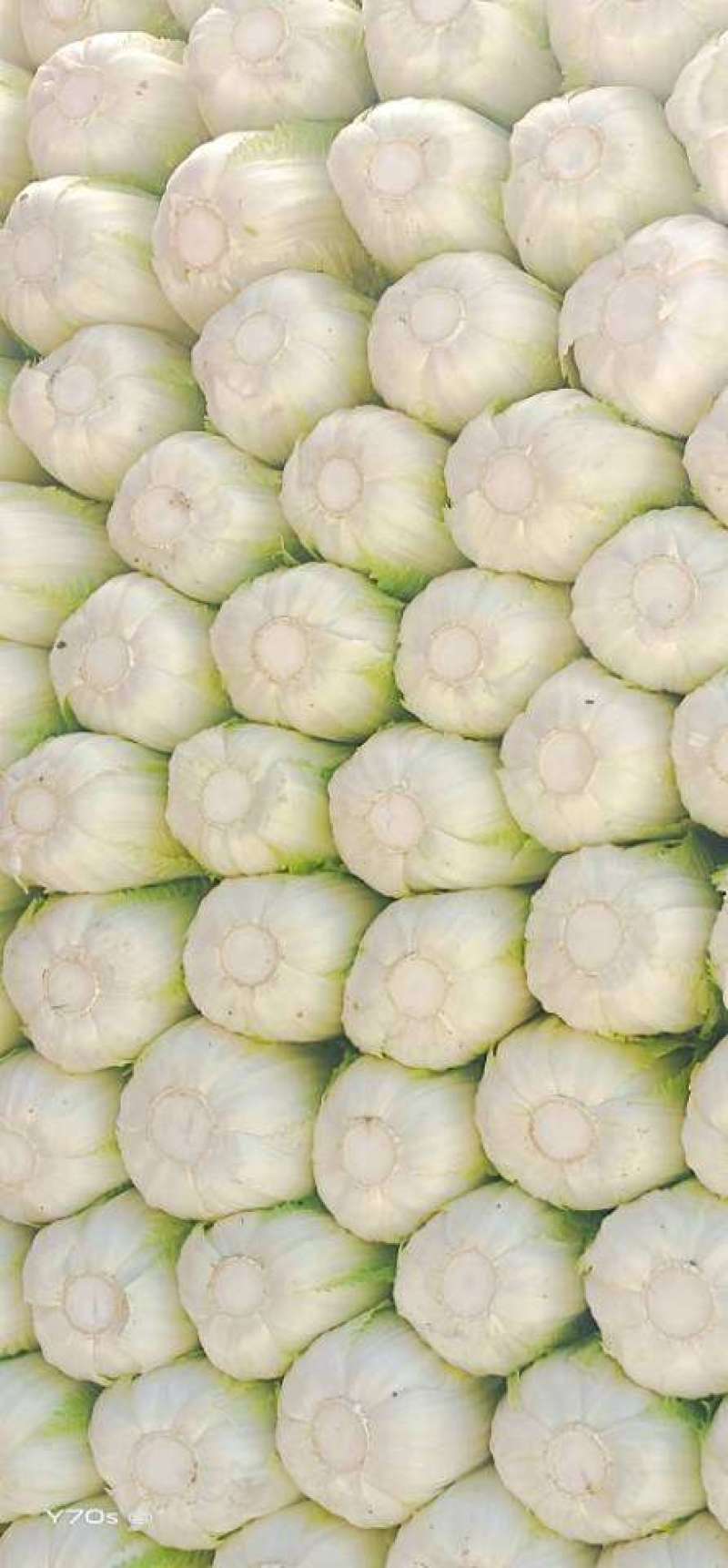 黄心大白菜净菜精包各种蔬菜备有冷库专业打包队