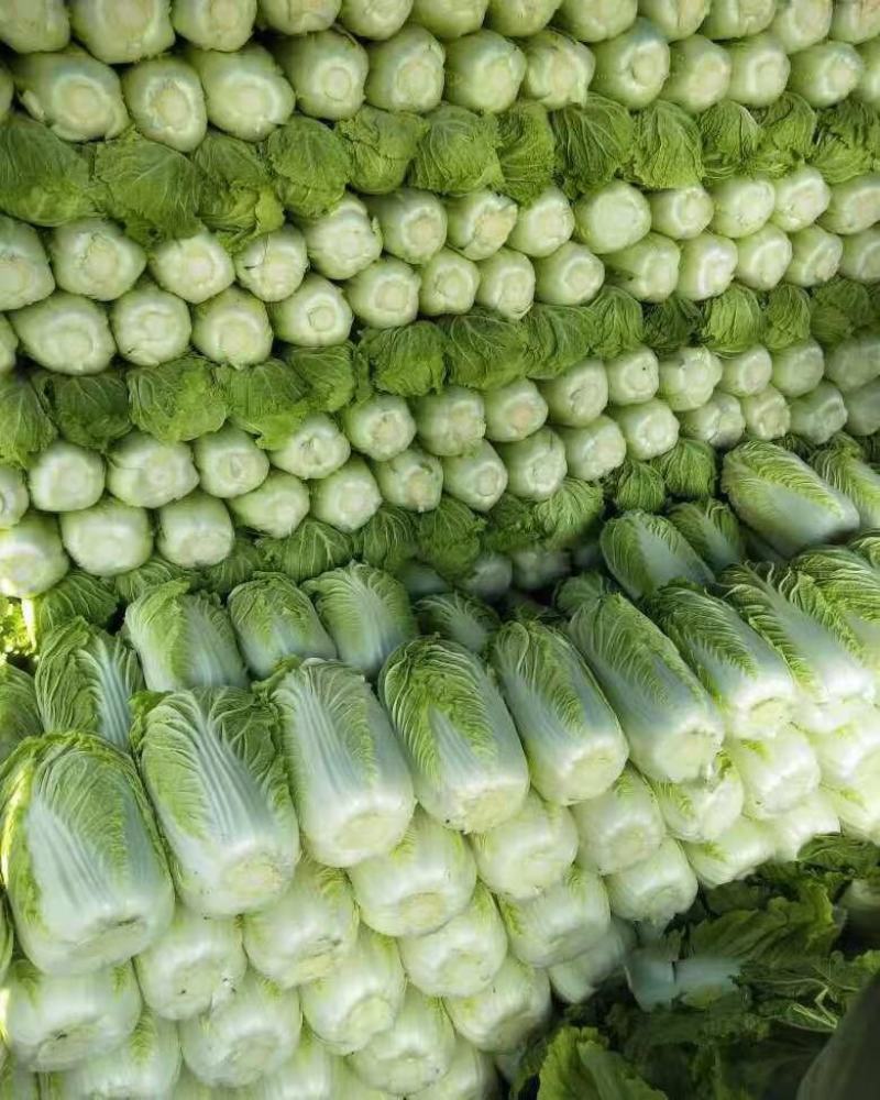 黄心大白菜净菜精包各种蔬菜备有冷库专业打包队