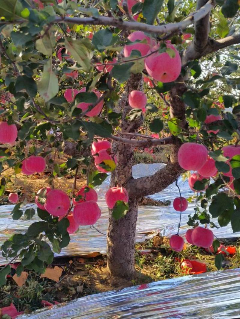 辽宁绥中产地红富士苹果大量上市，红富士苹果口感好甜脆。