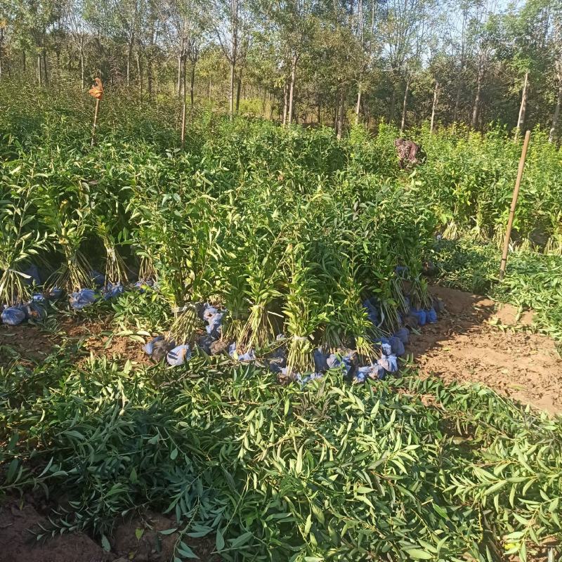 连翘金钟连翘东北连翘华北连翘金钟花大连翘出售